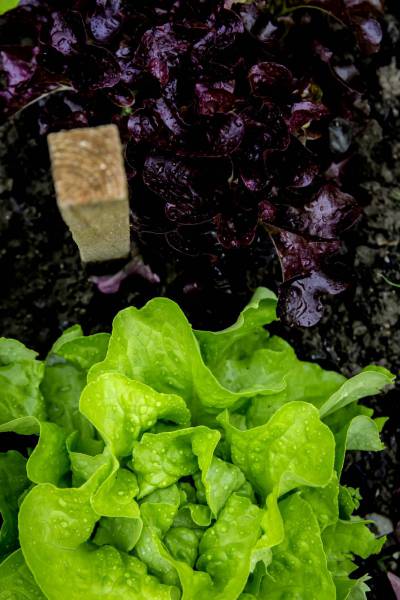 urban gardening fresh salad/
