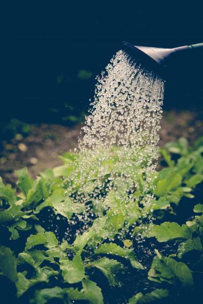 watering pot garden/