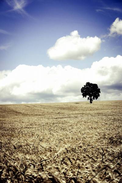 wheat farmland cropland/