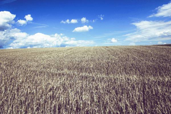 cropland wheat farmland/