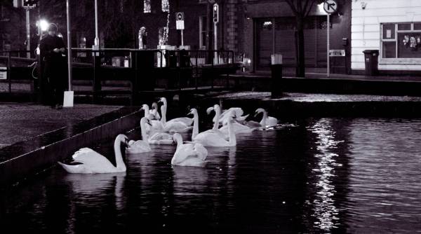Dublin At ?Night? Swans 