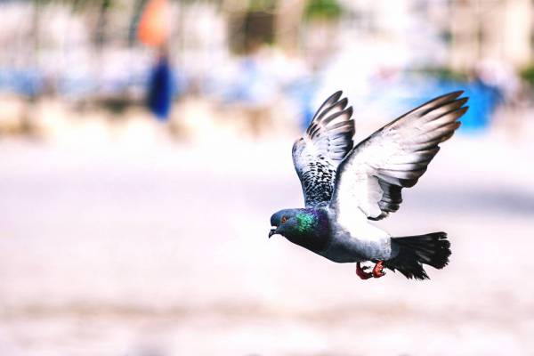 Flying Pigeon Bird 