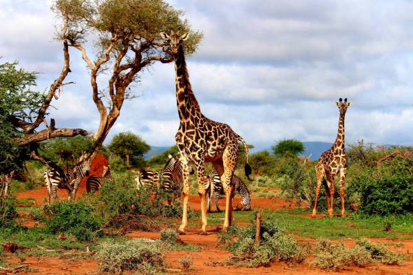 Giraffes on Safari 