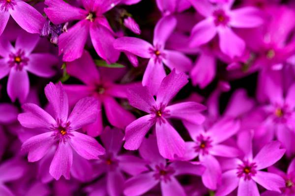 Purple Flowers ?Background? 