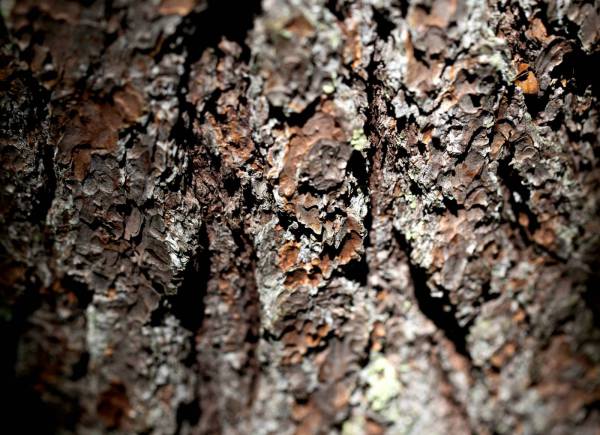 Tree Bark Background 