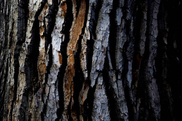 Tree Bark ?Texture? 