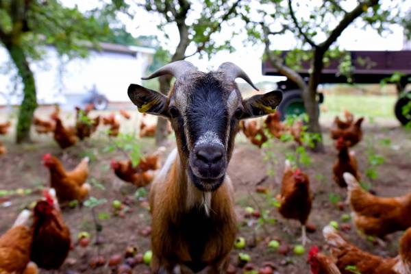Goats on Farm 
