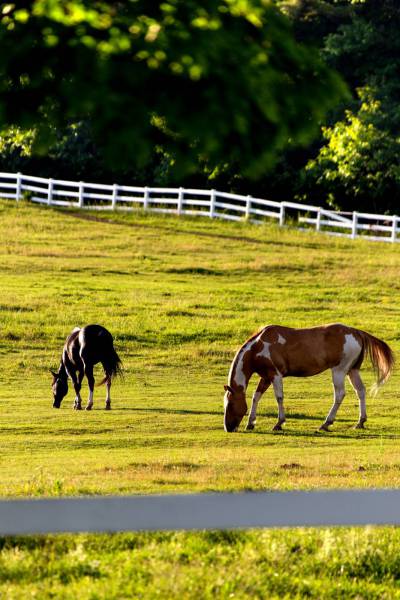 Horses in Pasture 