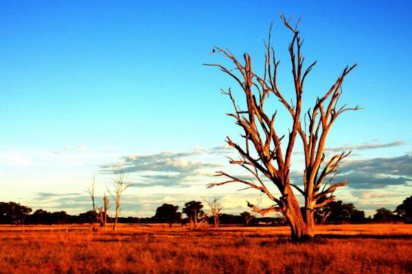 Tree in Australia Outback 