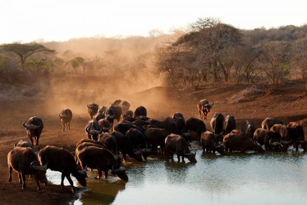 Buffalo in South Africa 