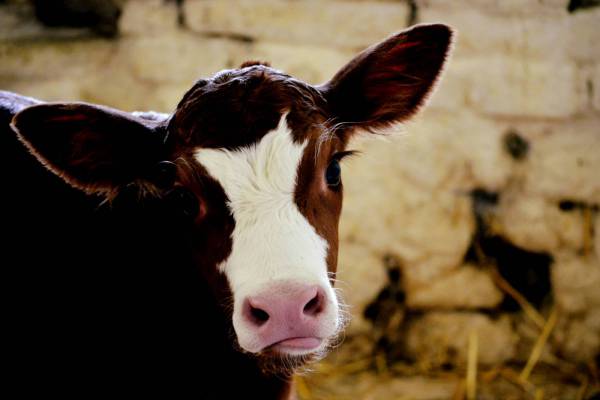 Calf Cow 