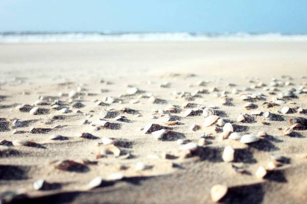 ?Sea? Shells On Beach 