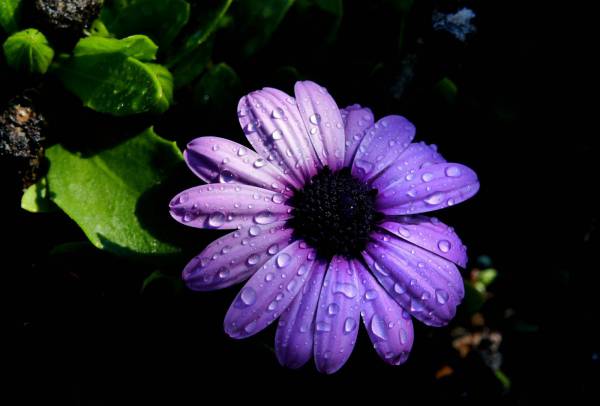 Rain Flower Drops Royalty-
