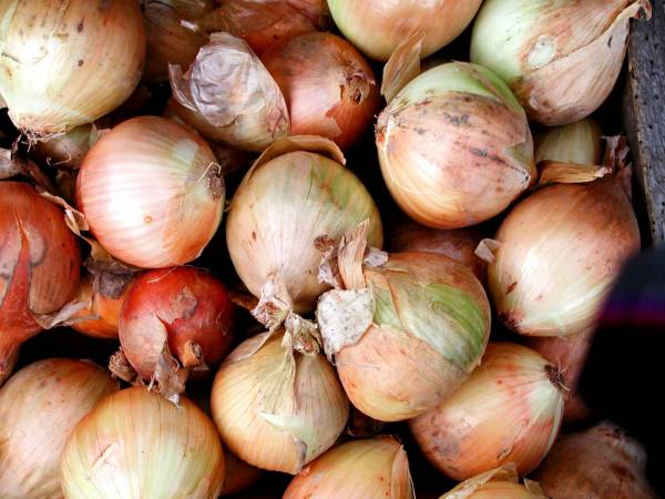 Onions Farmers Market 