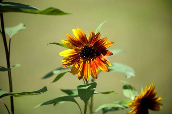 Sunflower Garden Nature 