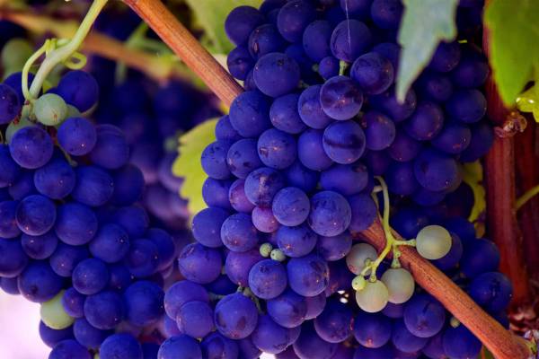 Vineyard Grapes 