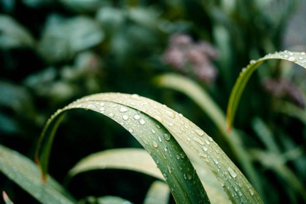 Plants Water Droplets 