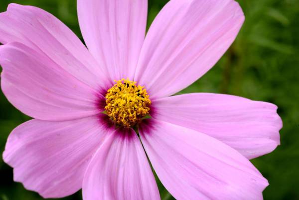 Pink Flower Macro Royalty-