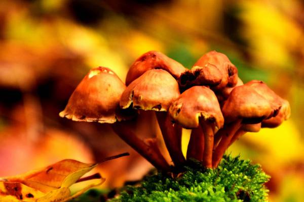 Fall Mushrooms 