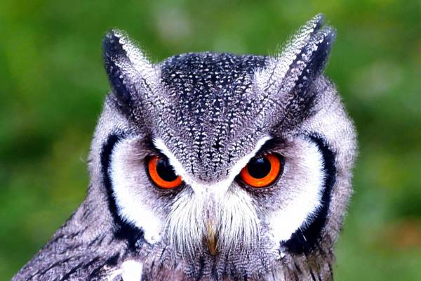 Owl Closeup Royalty-