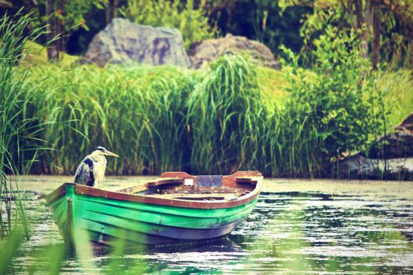 Heron in a Boat 