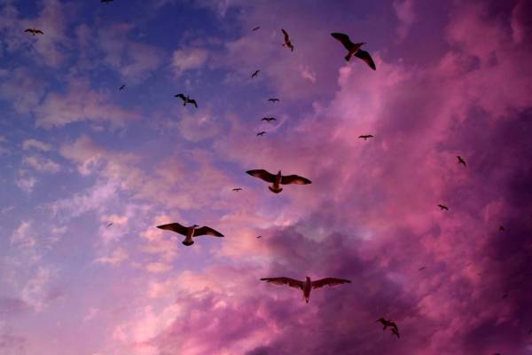 Seagulls in Purple Sky 