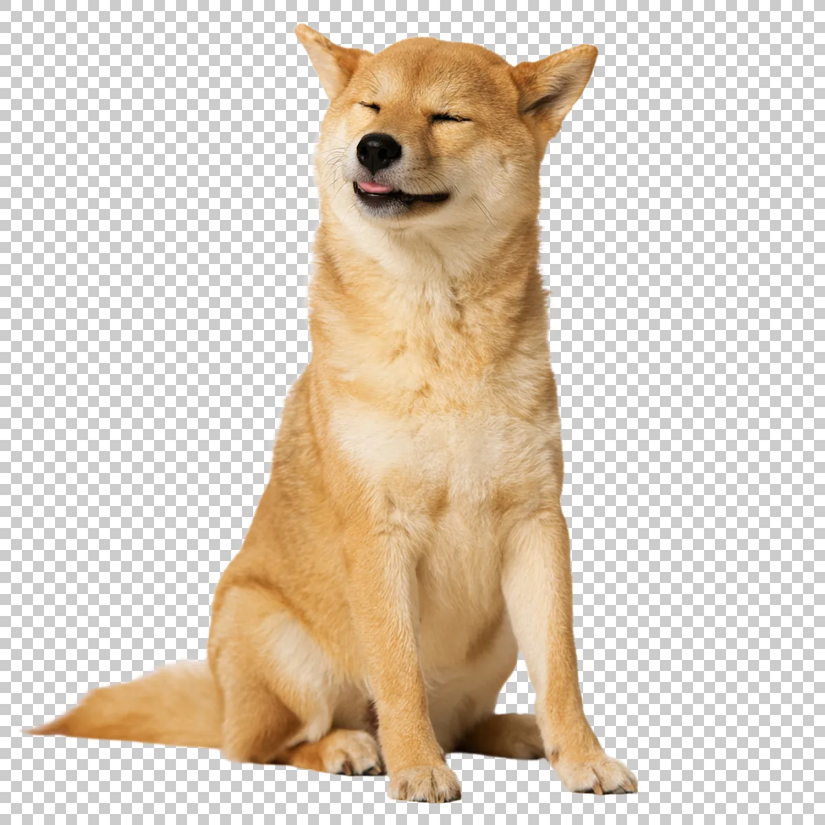 Doge Sitting With Front Paws Visible And Classic Amu 3 H transparent PNG