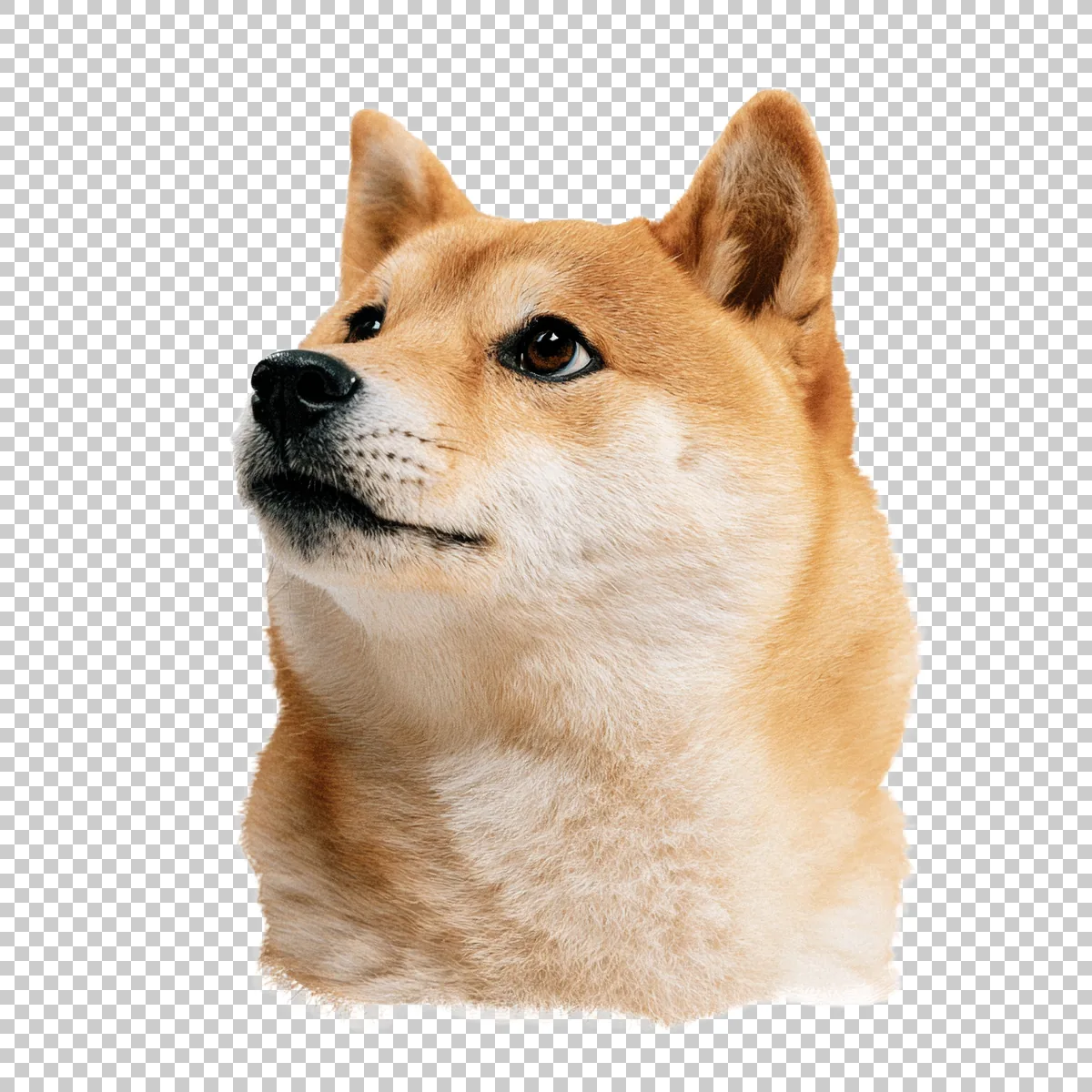 Shiba Inu Doge Meme Face With Classic Side Eye Expre 1 H transparent PNG