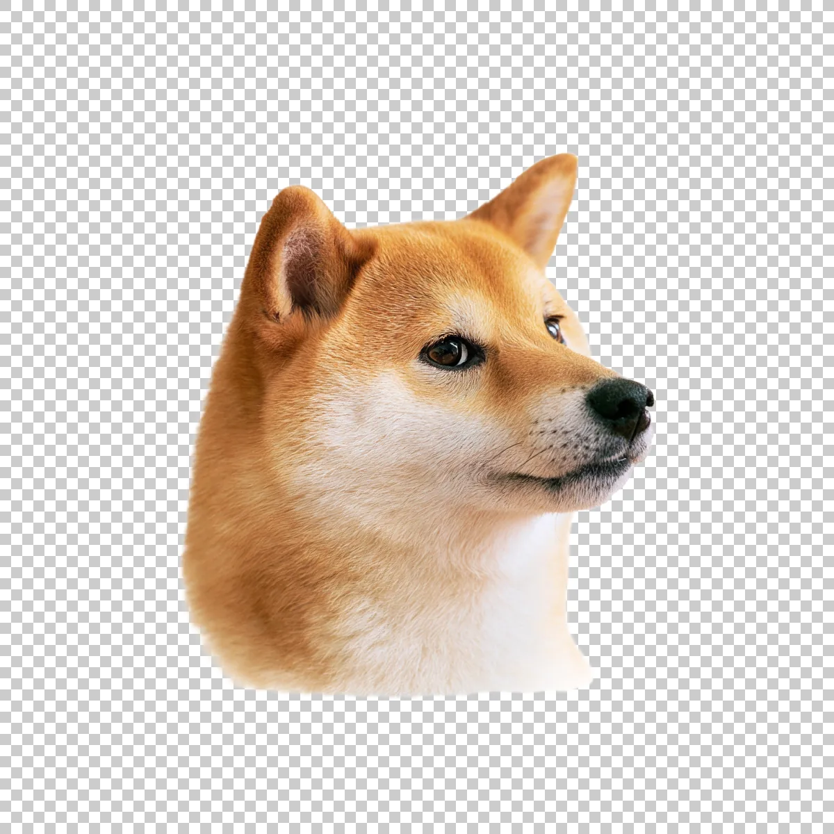Shiba Inu Doge Meme Face With Classic Side Eye Expre 3 H transparent PNG