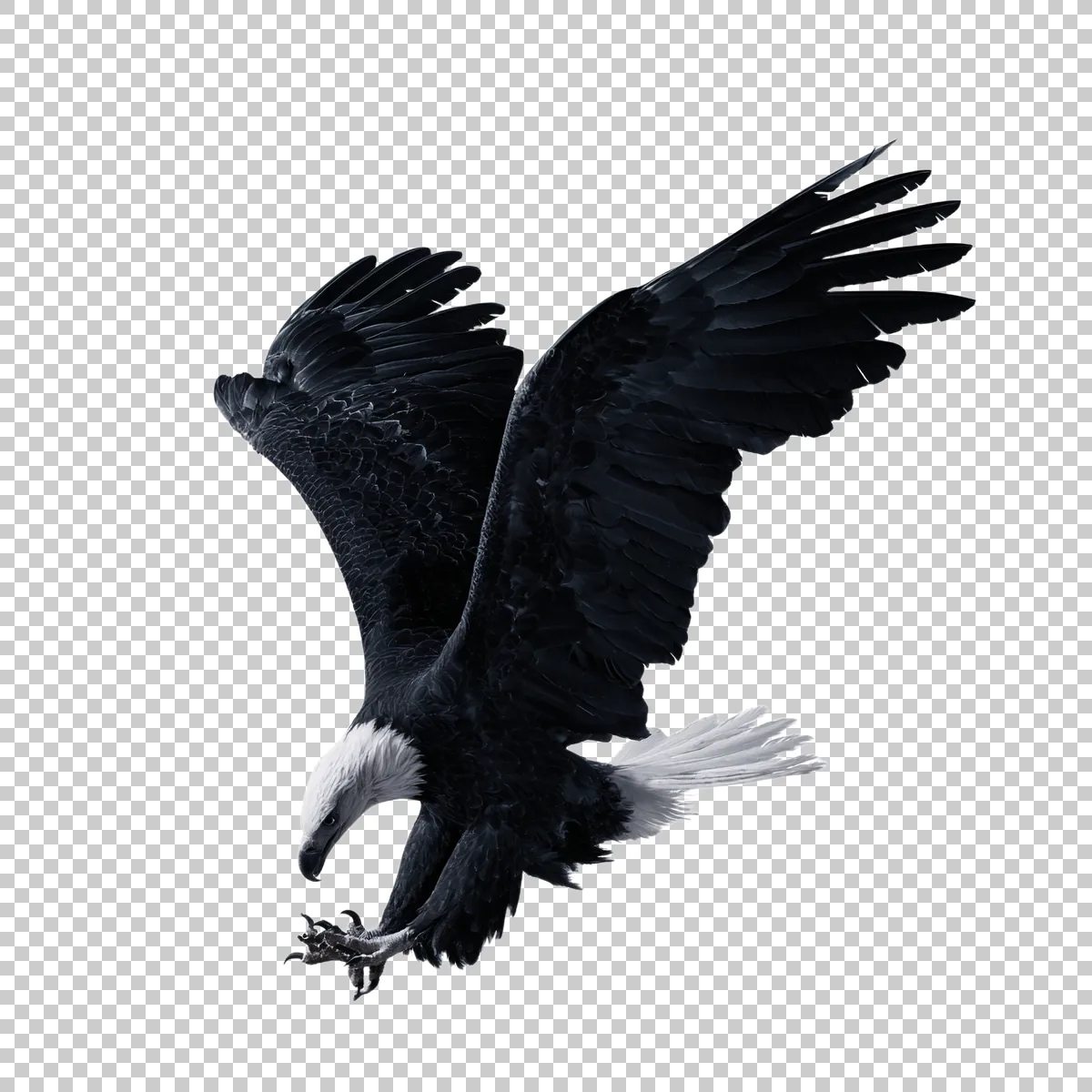 Bald Eagle Diving Downward With Talons Extended Re 0 H transparent PNG