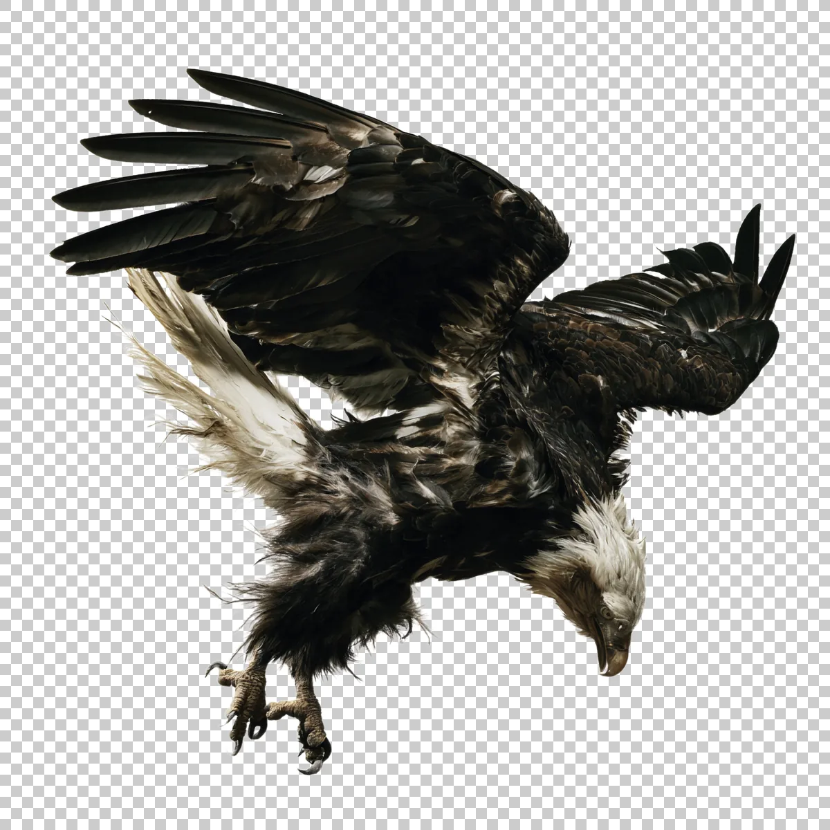 Bald Eagle Diving Downward With Talons Extended Re 2 H transparent PNG