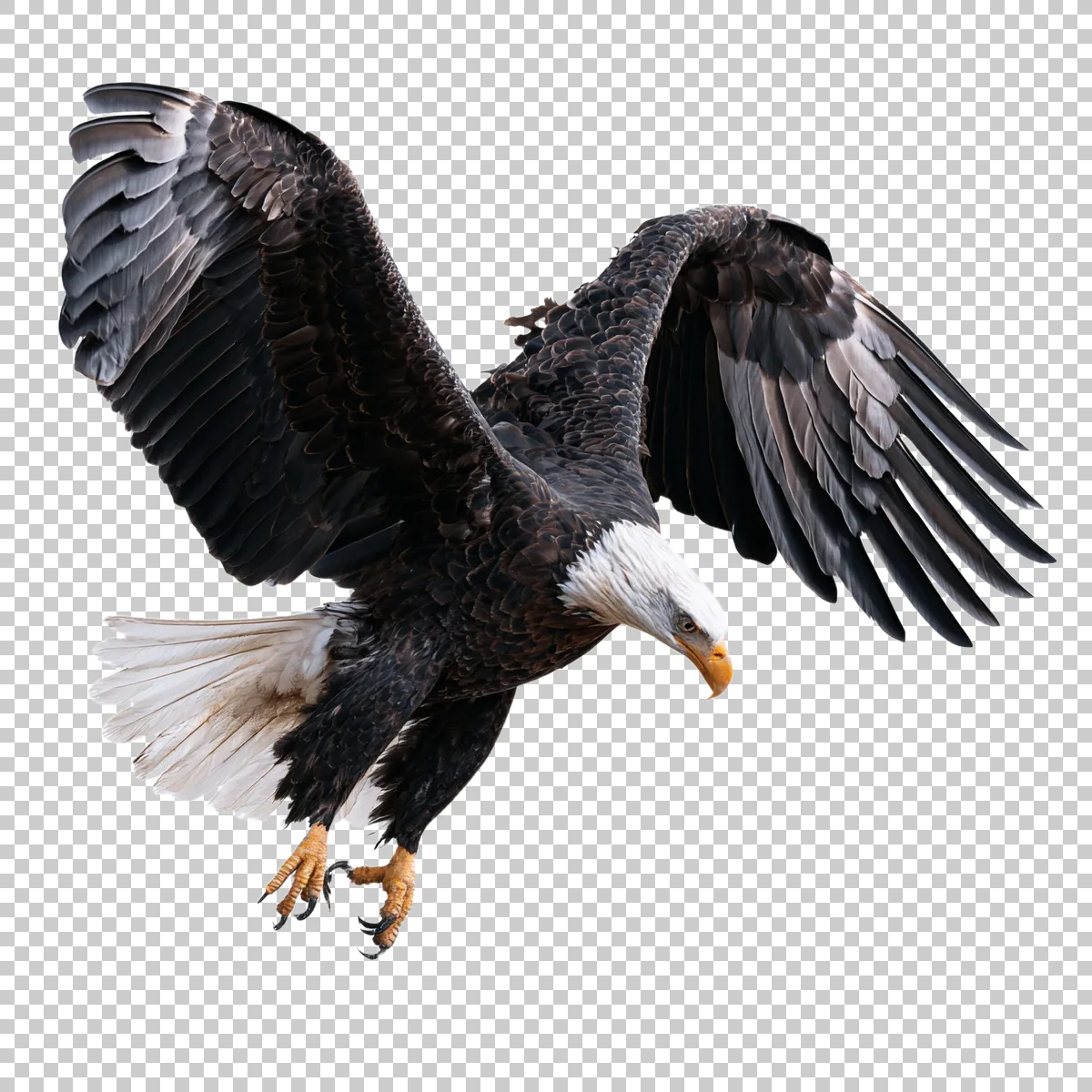 Bald Eagle Diving Downward With Talons Extended Re 3 H transparent PNG