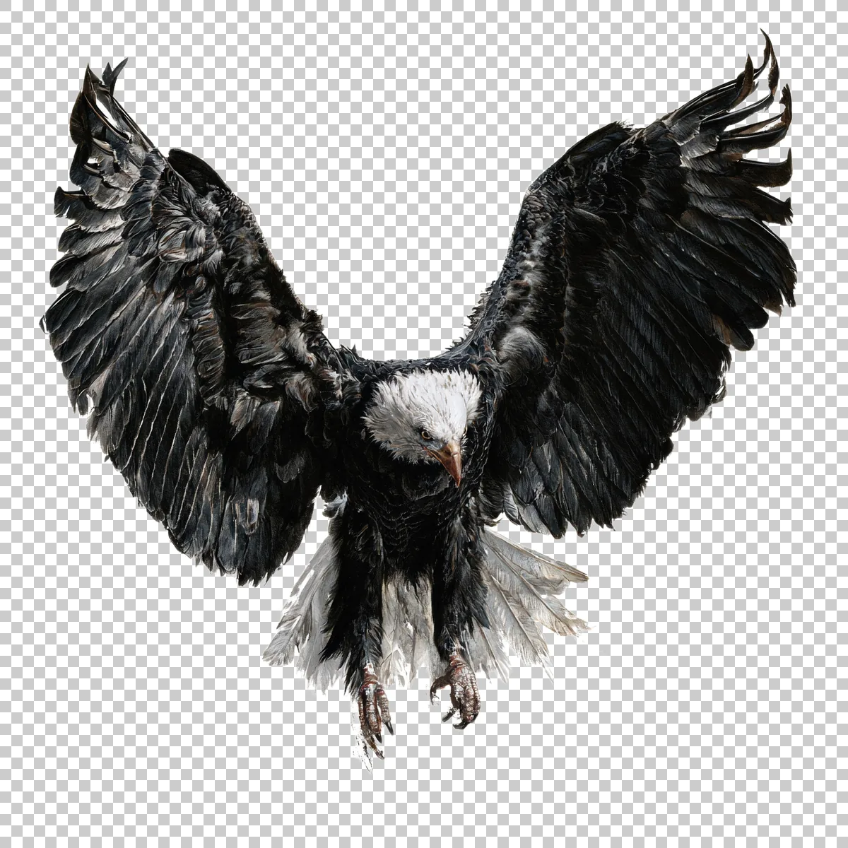 Bald Eagle Flying Directly Toward The Viewer With 1 H transparent PNG