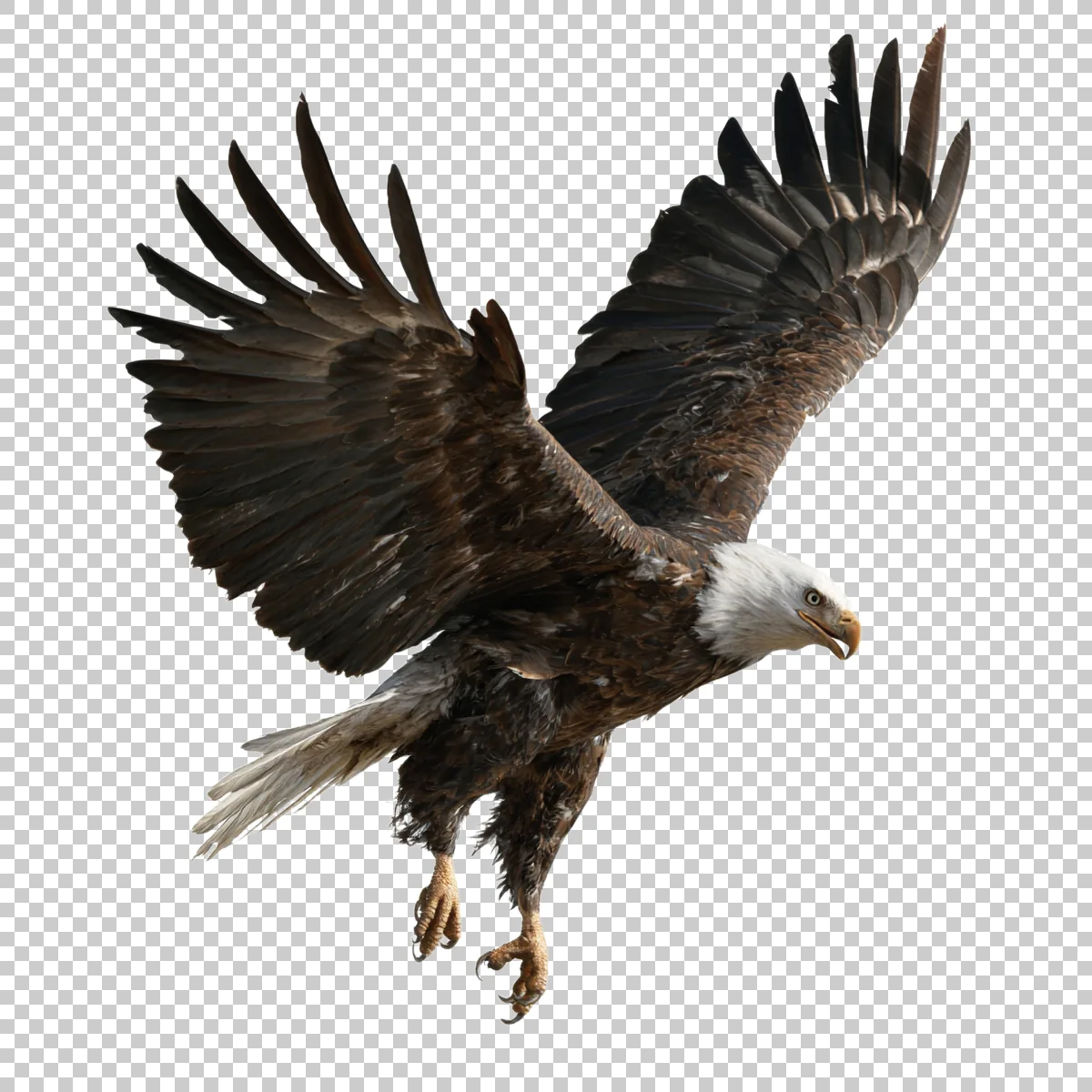 Bald Eagle Flying Directly Toward The Viewer With 2 H transparent PNG
