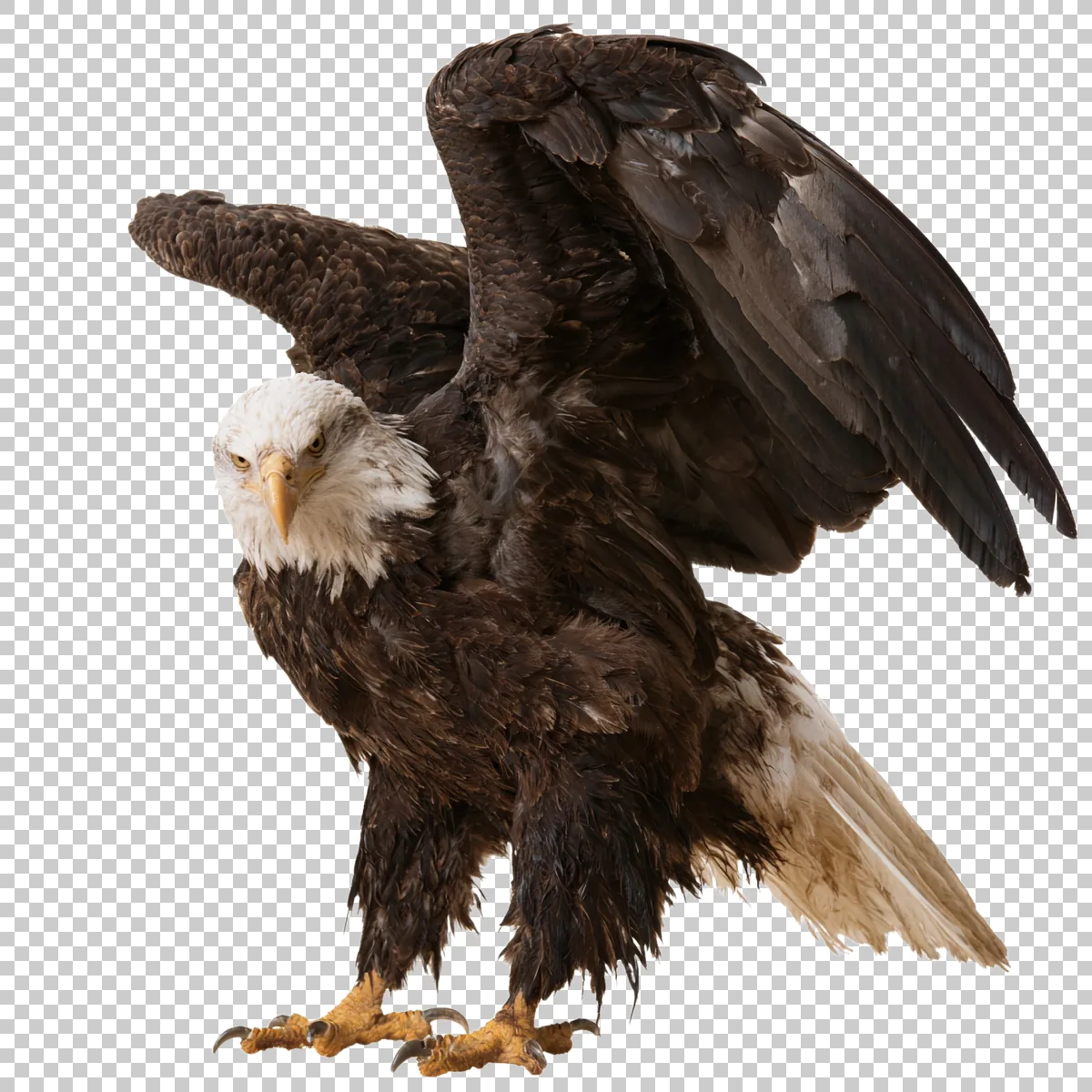 Eagle Perched With One Wing Raised And Head Facing 0 H transparent PNG