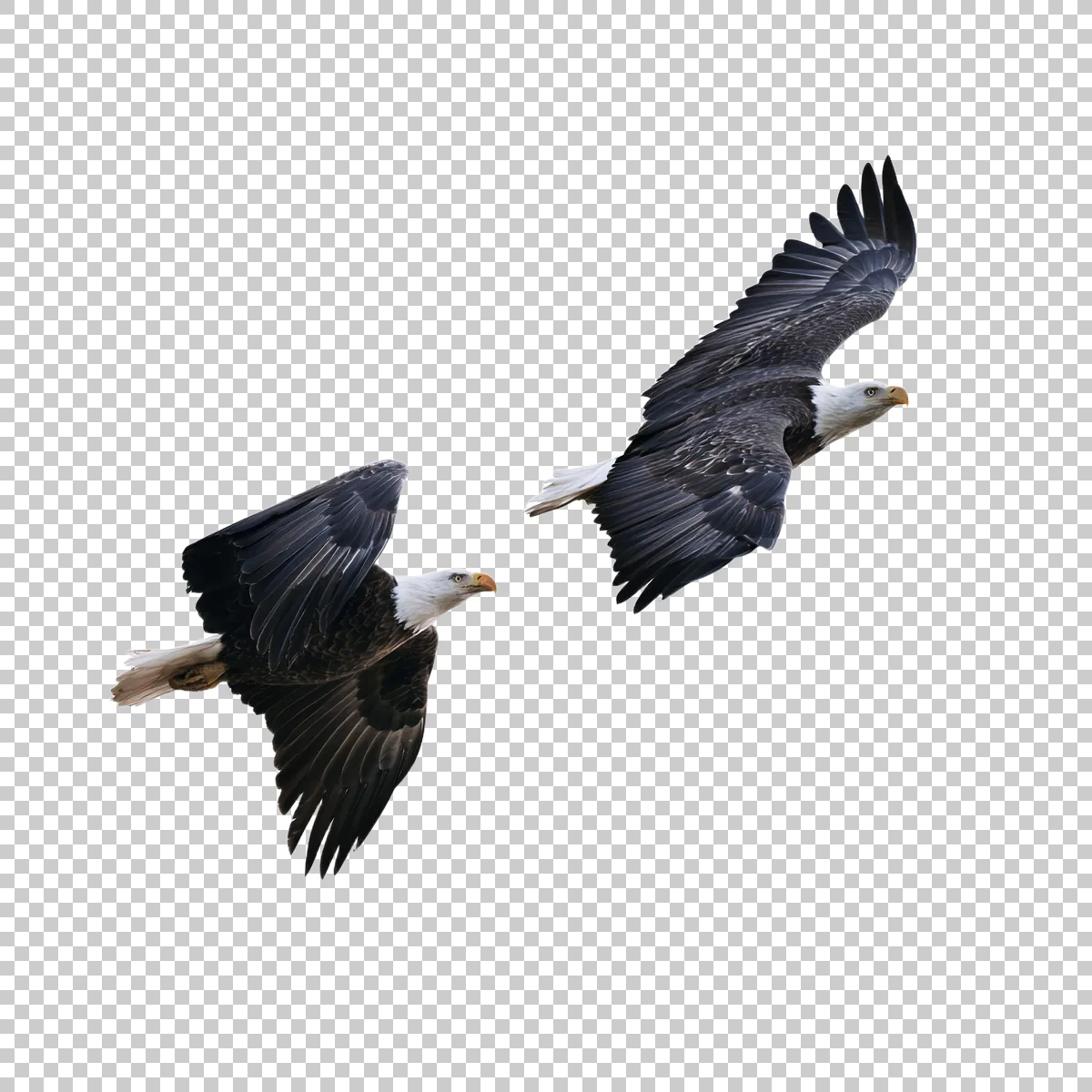 Two Bald Eagles Flying Together With Wings Extende 3 H transparent PNG